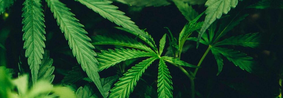 8 Marijuana Myths | CSC Education