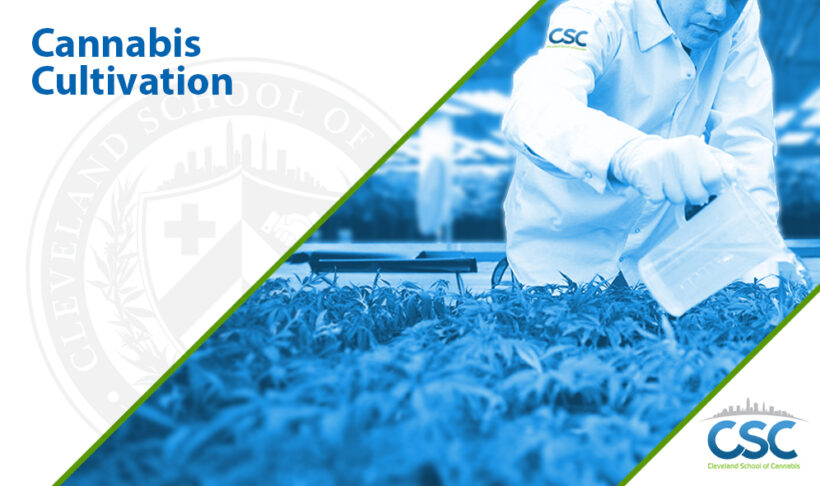 CSC-cannabis-Cultivation